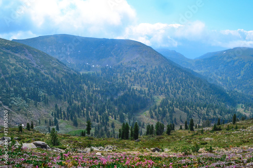blooming green meadow with pink white flowers among trees Baikal mountains .ridge in shadows of clouds, blue sky © SymbiosisArtmedia