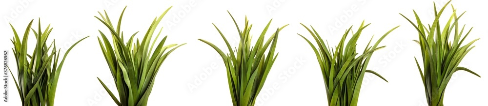 Fototapeta premium young green leaves on a white background. set, collection
