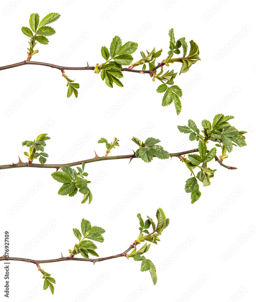 rosehip branch with thorns isolated on a white background. set, collection rosehip branch with thorns isolated on a white background. set, collection