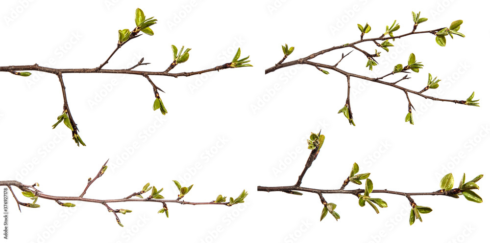 pear tree branch with young green leaves isolated on white background. set, collection