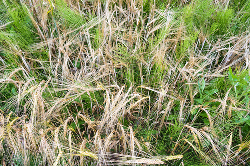 Ripe ears of wheat. Barley and rye in the field.