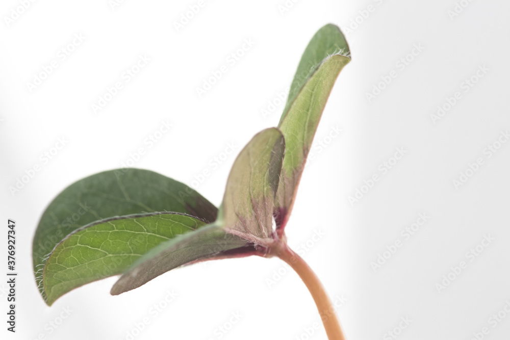 Obraz premium Macro details from Four-leaf clover