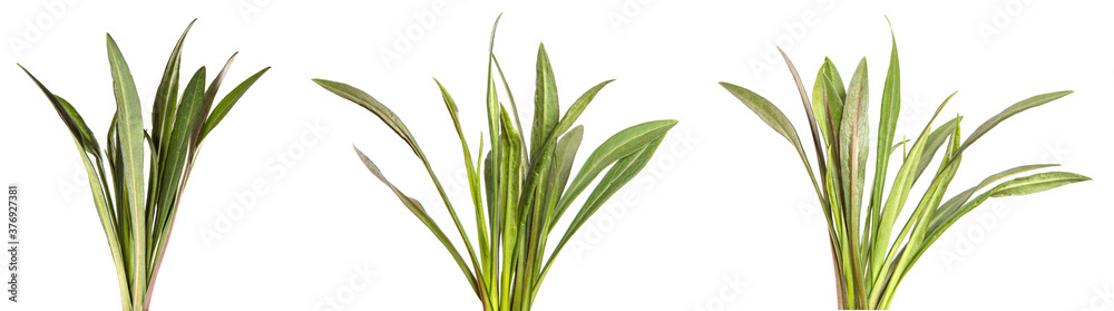 Fototapeta premium young sprouts of a new belgian aster. green leaves on a white background. set, collection