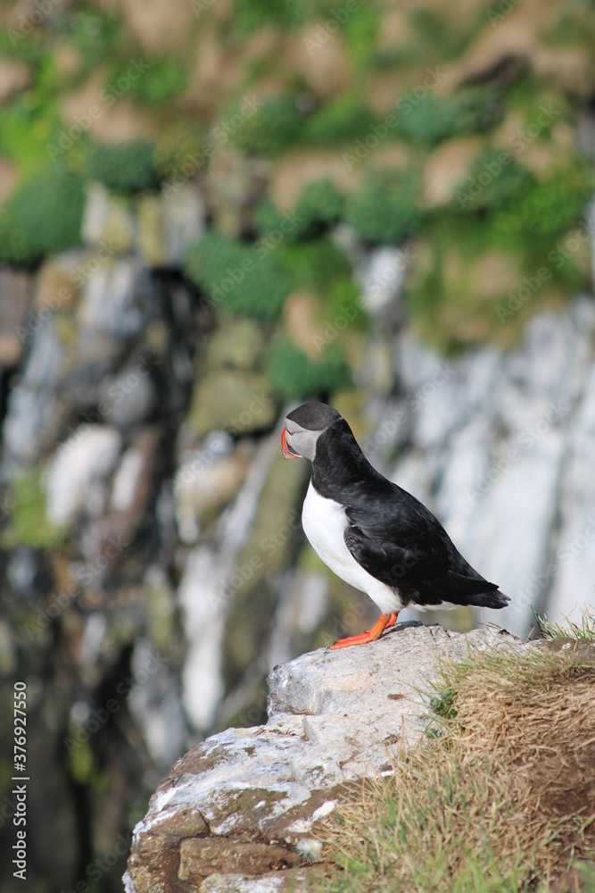 Fototapeta premium Puffin in North East Iceland
