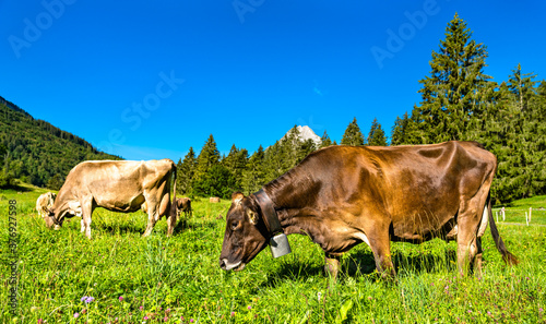 Grazing cows at Obersee in the Swiss Alps