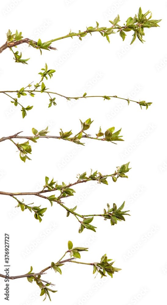 Cherry plum branch with young leaves. isolated on white background. set, collection