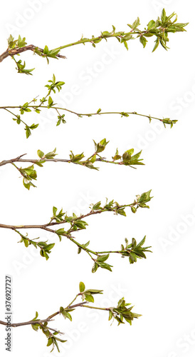 Cherry plum branch with young leaves. isolated on white background. set, collection