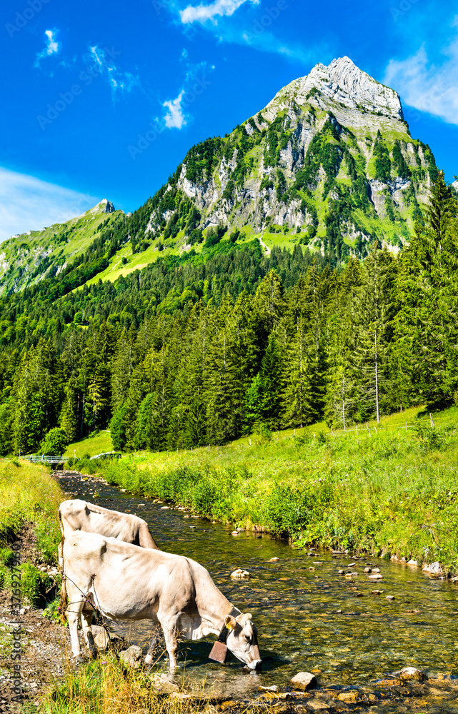 Cows drinking from the Sulzbach River at Oberseetal in the Swiss Alps