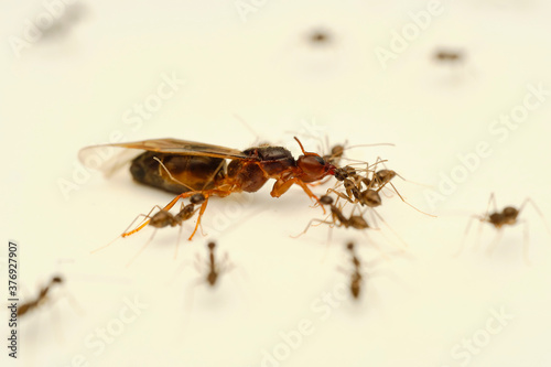 Carpenter ant with worker blackant