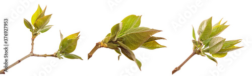 Lilac bush branch with green leaves. isolated on white background. set, collection