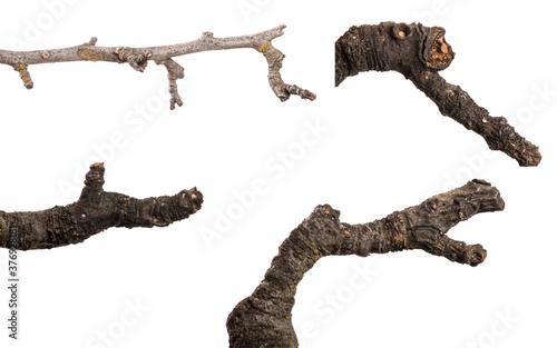 part of an old dry pear tree branch. isolated on white background. set, collection
