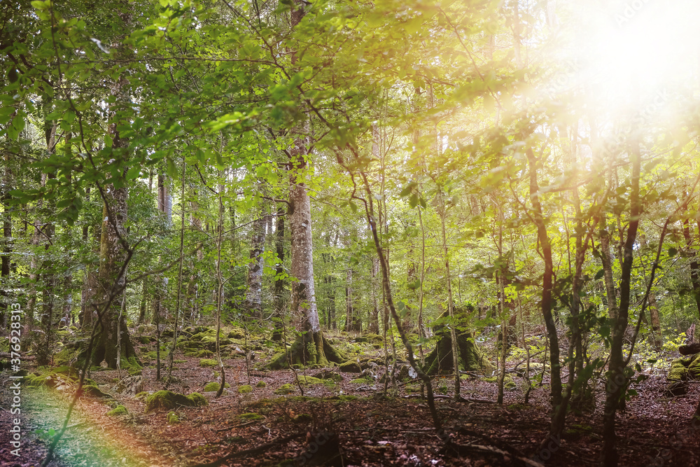 Fototapeta premium The sunbeans between the forest tree in the Pyrennes, Navarra, Spain
