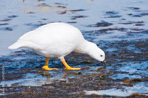 Male Kelp Goose (Chloephaga hybrida), New Island, Falkland Islands photo