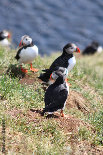 Puffins in North East Iceland 