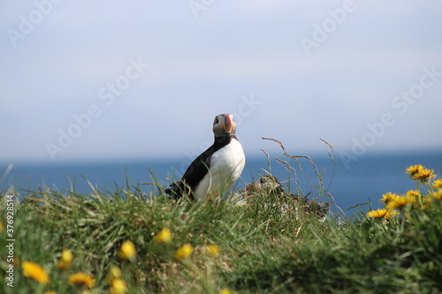 Puffins in North East Iceland  photo