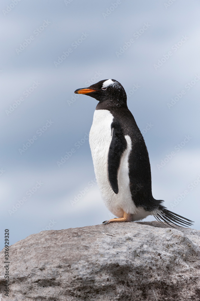 Naklejka premium Gentoo penguin (Pygoscelis papua), New Island, Falkland Islands