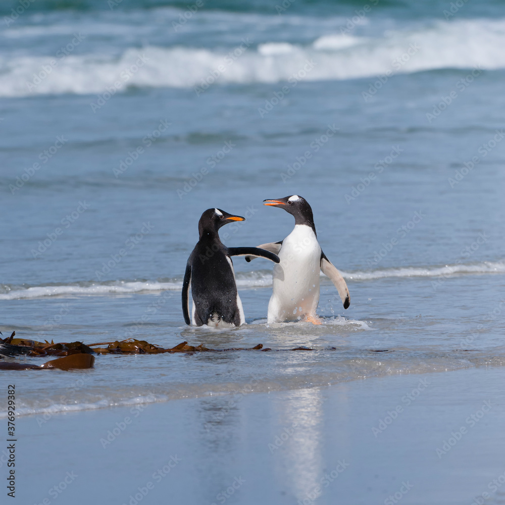 Naklejka premium Two Gentoo penguins (Pygoscelis papua) fighting on the beach, Saunders Island, Falkland Islands