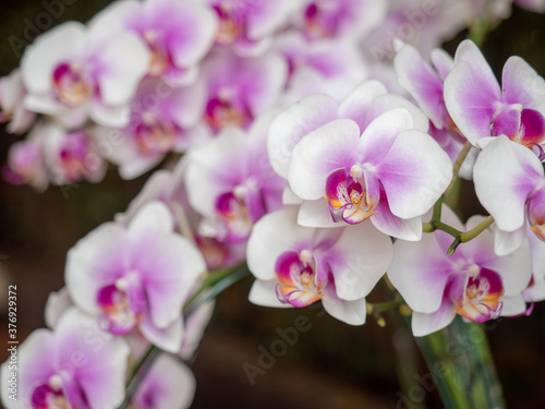 Orchid, Close-UP set of flowers in Chiang-Mai, Thailand