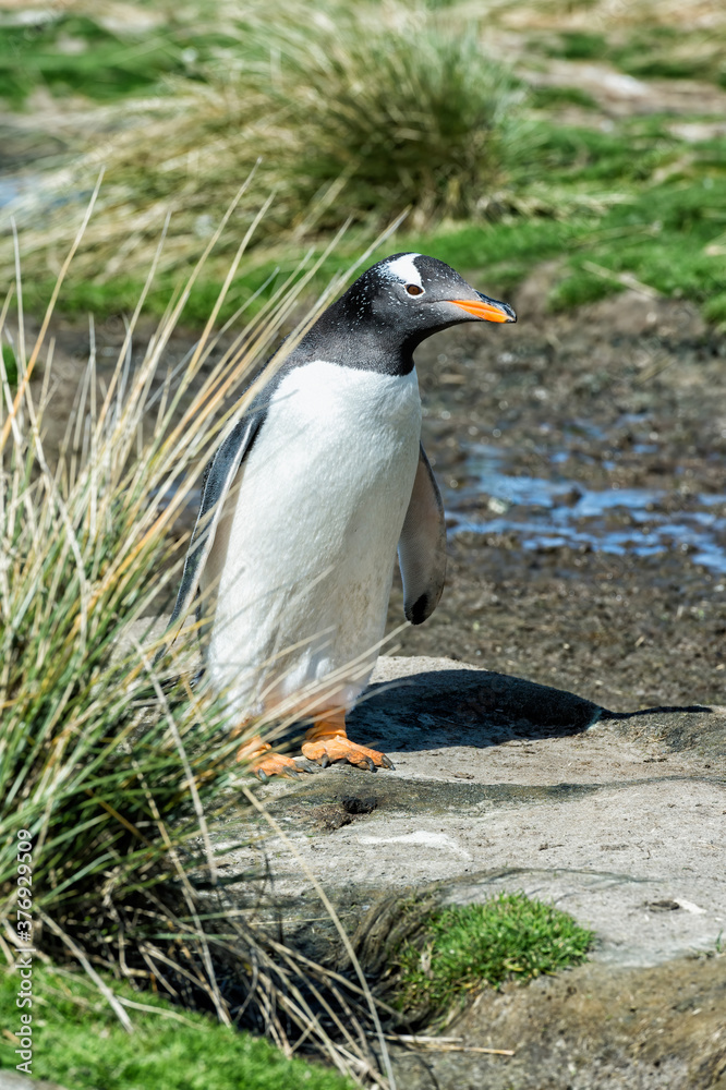 Obraz premium Gentoo penguin (Pygoscelis papua), Grave Cove, West Falkland Island, Falkland Islands, British Overseas Territory