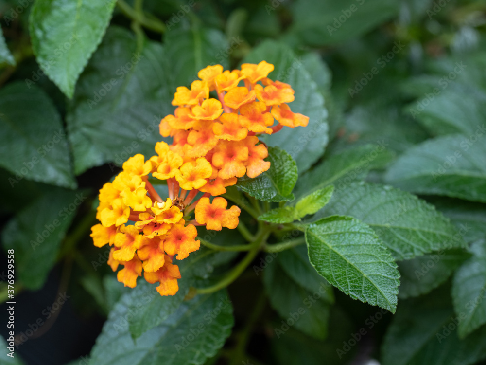 West Indian Lantana, Close-UP set of flowers in Chiang-Mai, Thailand West Indian Lantana, Close-UP set of flowers in Chiang-Mai, Thailand