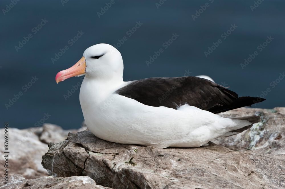 Black-browed Albatross or Black-browed Mollymawk (Diomedea melanophris), New Island, Falkland Island Black-browed Albatross or Black-browed Mollymawk (Diomedea melanophris), New Island, Falkland Island