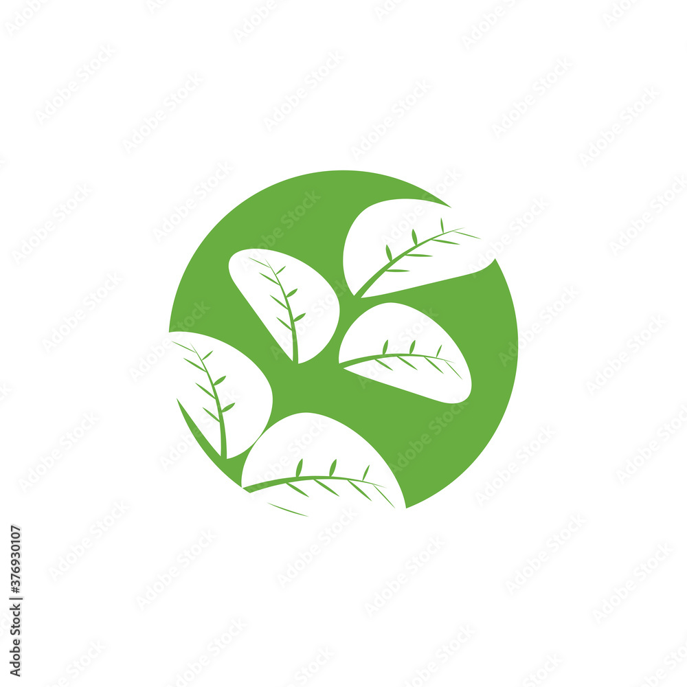 Fototapeta premium Moringa leaf Logo Template vector