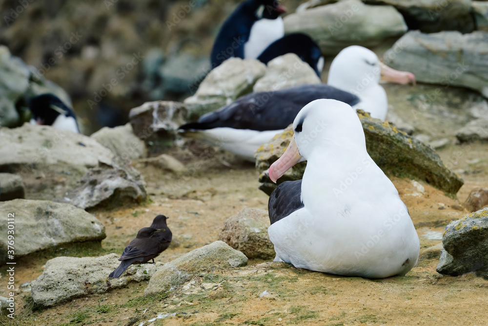 Resting Black-browed Albatross (Thalassarche melanophris) looking at a blackish cinclodes (Cinclodes antarcticus), New Island, Falkland Islands, British Overseas Territory