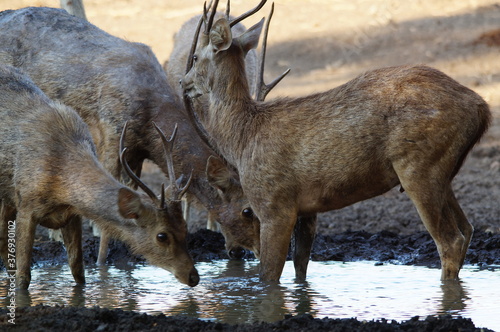 Fototapeta Naklejka Na Ścianę i Meble -  deer in the forest