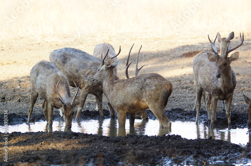 Fototapeta Naklejka Na Ścianę i Meble -  deer in the forest