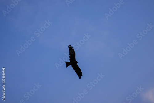 eagle in flight,blue sky