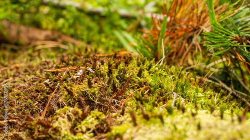 moss on the ground