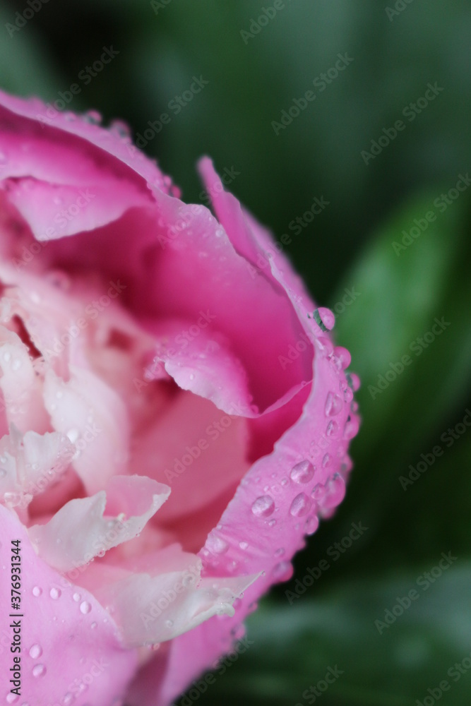  Pink  peonies bloom on a sunny day in the summer garden. Water drops remained on delicate flower petals after rain.