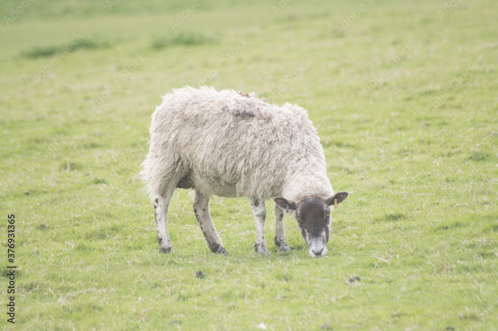 A sheep grazing in a Yorkshire field A sheep grazing in a Yorkshire field