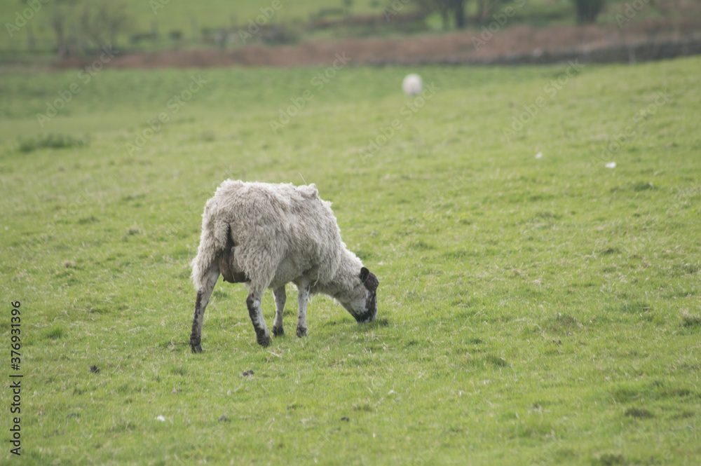 Fototapeta premium A sheep grazing in a Yorkshire field