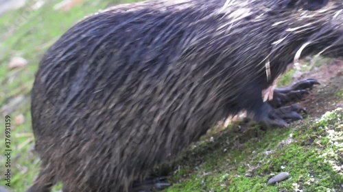 Nutria on the Bank of the canal.
 photo