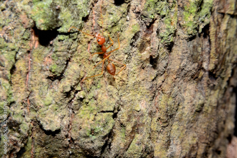 Weaver ants or green ants. Weaver ants live in trees and are known for their unique nest building behaviour where workers construct nests by weaving together leaves using larval silk Weaver ants or green ants. Weaver ants live in trees and are known for their unique nest building behaviour where workers construct nests by weaving together leaves using larval silk
