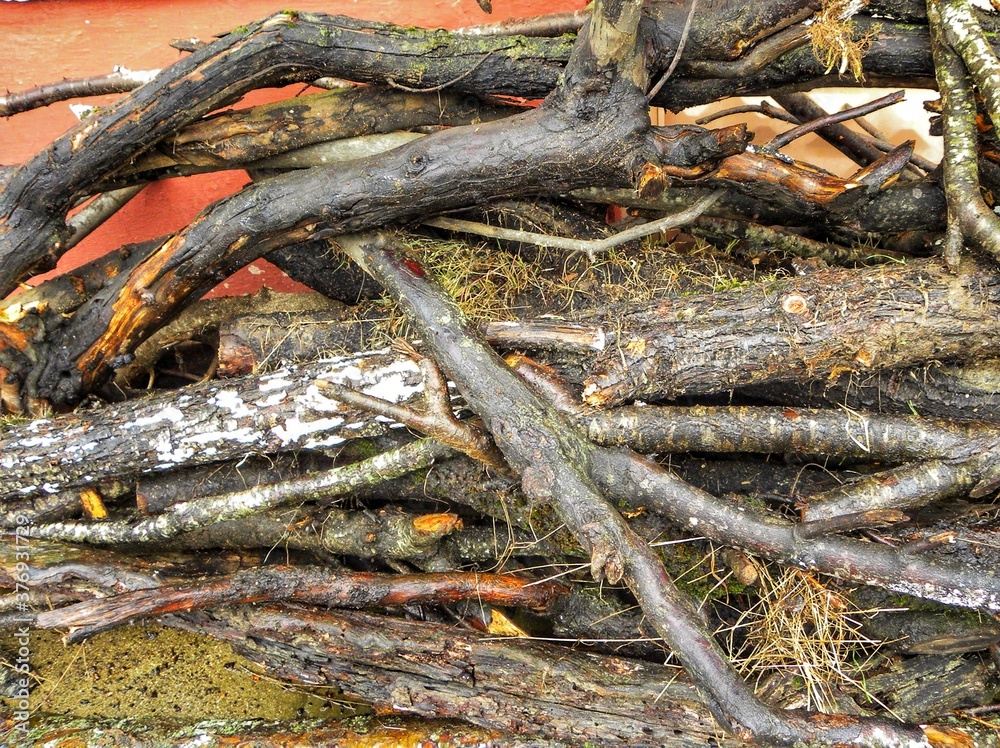 Natural freshly cut tree stumps in basket Natural freshly cut tree stumps in basket