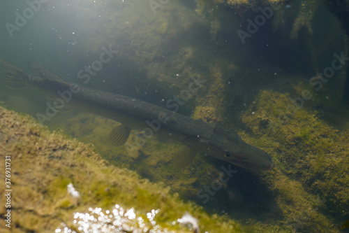 Pickerel in a pond in shallow water