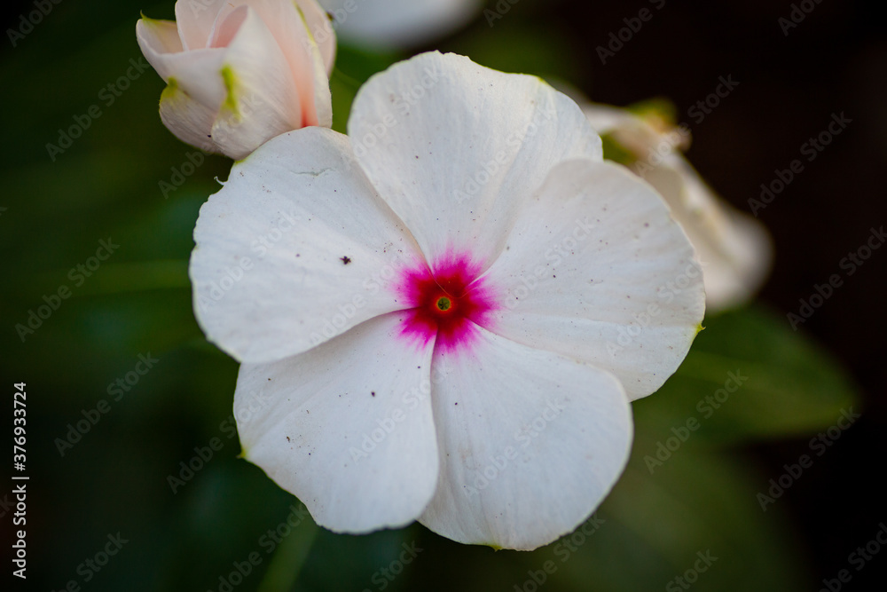 5月の初旬の花 5月の初旬の花