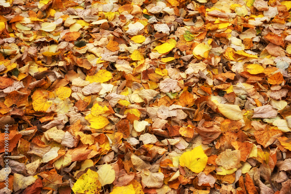Fallen autumn leaves on the ground. Beautiful autumn colors. 