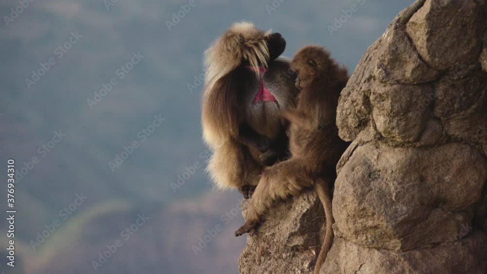 Gelada monkeys couple sitting over edge of rock on cliff, Ethiopia