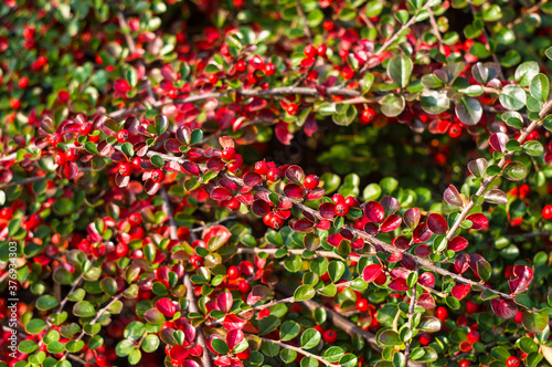 Clusters of red berries of a Cotoneaster horizontalis Decne. illuminated by soft evening sunlight, autumn background