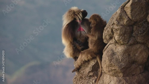 Gelada monkeys couple sitting over edge of rock on cliff, Ethiopia