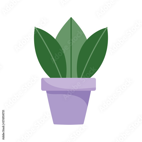 plant in pot garden decoration isolated design white background