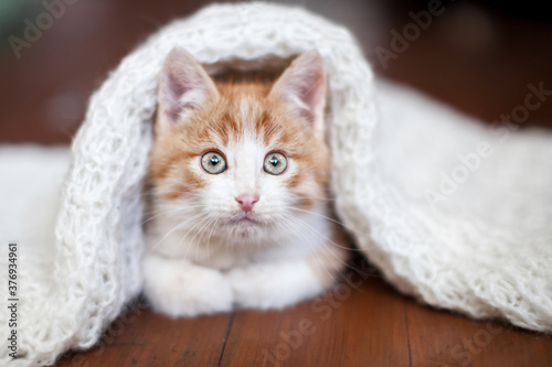 Kitten on a knitted blanket