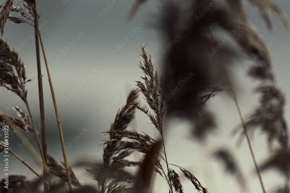 Obraz premium A close up of wheat