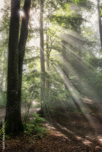 Sonnenaufgang mit Morgennebel im Wald