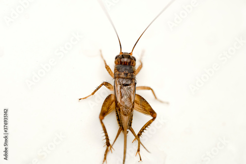 Cricket Insect © John Triumfante