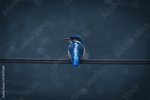 A Kingfisher perching over a river.