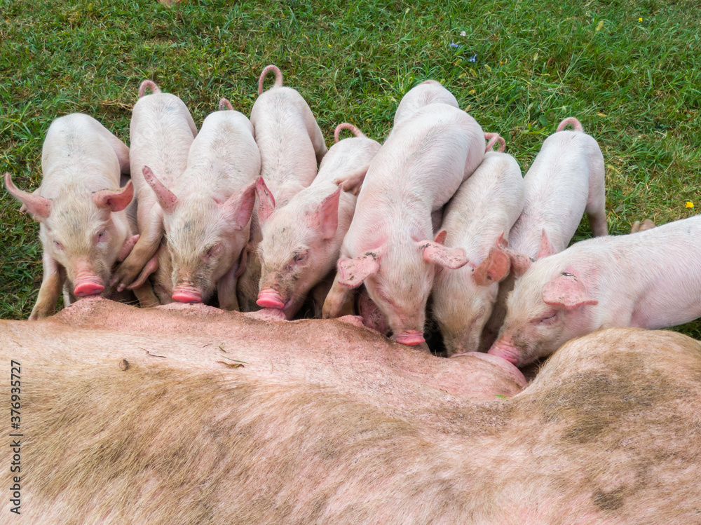 Pig mother feeds the newborn piglets with their milk. Small strong pigs suck a healthy sow. Little pigs eating milk from mother on meadow. Piglets suckling from fertile sow on summer pasture. Pig mother feeds the newborn piglets with their milk. Small strong pigs suck a healthy sow. Little pigs eating milk from mother on meadow. Piglets suckling from fertile sow on summer pasture.
